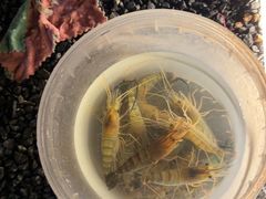 -DGE季风钓虾营地·团建·聚会