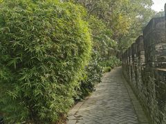 -桂湖森林公园