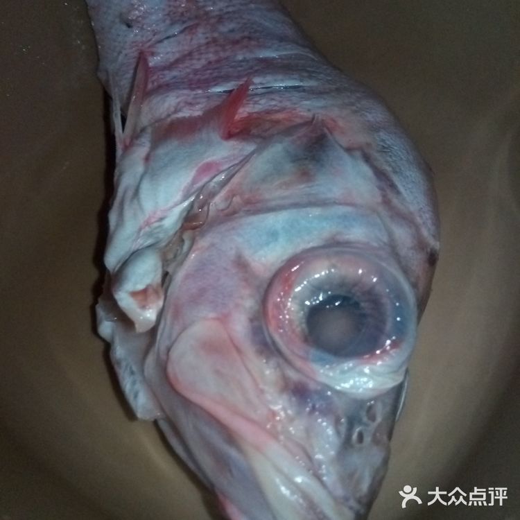 红烧大眼红鱼🐟