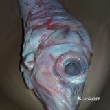 红烧大眼红鱼🐟