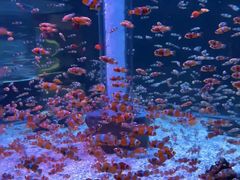 -海合安成都极地海洋公园