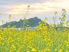 -光明小镇欢乐田园