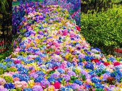 -上海共青森林公园