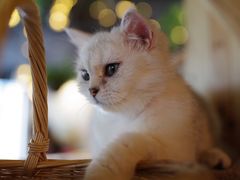 -共舞时光猫咖·狗咖(新街口店)
