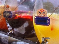 -蓉城四海·澳牛炙烤自助(江阴周庄店)