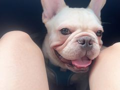 -宠物之家Pets Home 宠物寄养酒店
