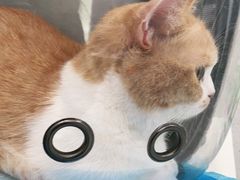 -纳吉亚猫专科动物诊疗中心(蒋宅口分院)
