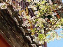 -五台山风景名胜区-罗睺寺