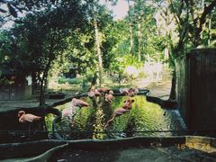 -清迈夜间动物园