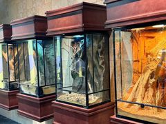 -帕帕拉兹宠物(亚洲旗舰店)