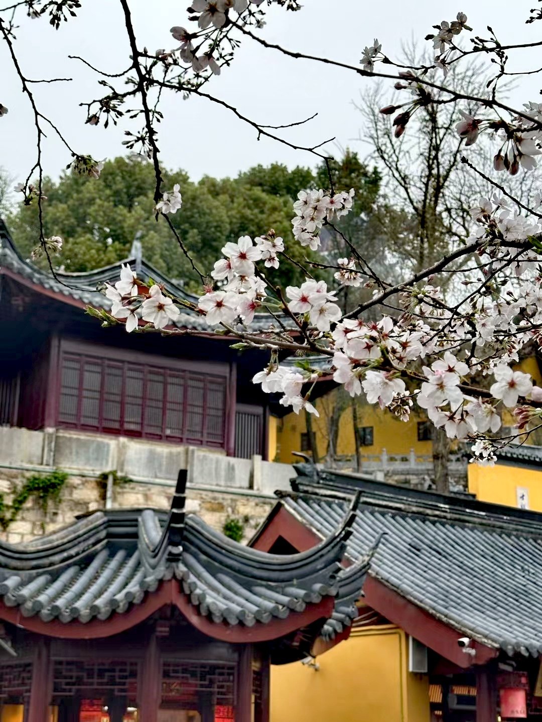 鸡鸣寺的樱花开花图片