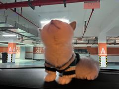 -欣宠猫屋·矮脚拿破仑·蓝金金渐层