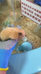 -神奇动物撸宠馆·羊驼·小浣熊·异宠(豫园店)
