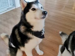 -Husky Go! 哈士奇体验馆·宠物咖啡厅狗咖