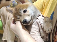 -逗柴咖啡屋·狗咖猫咖宠物桌游
