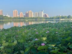 -莲花池公园