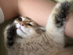 -艾贝尔宠物医院·24H转诊中心·肿瘤猫专科(江宁双龙店)