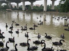 -广州长隆飞鸟乐园
