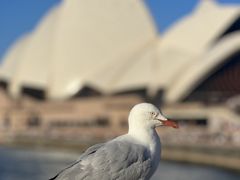 -悉尼歌剧院