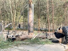 -都江堰中华大熊猫苑