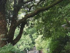 -中国茶叶博物馆(双峰馆区)
