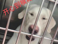 -安安宠医宠物医院·异宠·犬猫内科(岳阳分院)