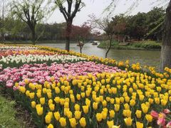 -上海鲜花港