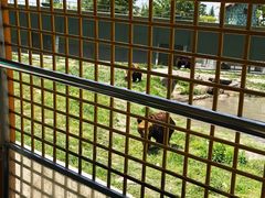 -上海野生动物园