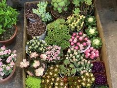 -双季花艺园艺市场(浦东店)