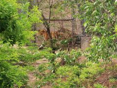 -石家庄市动物园