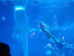 -烟台海昌鲸鲨海洋公园