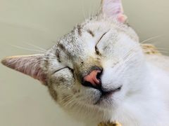 -藏猫猫咖啡主题馆(中央大道店)