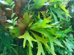 -东莞植物园