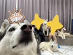 -星多哈·狗咖·拼豆·咖啡