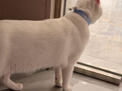 -瑞鹏宠物医院·骨科·猫科·内科(第一中心)