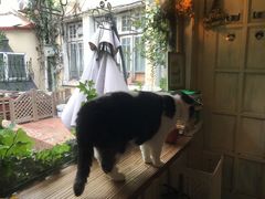 -海边的猫和咖啡馆