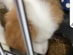 -谐和贝康宠物医院24小时·宠保定点(急重症转诊中心)