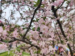 -武汉园博园(武汉自然博物馆)