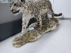 -青藏高原野生动物园