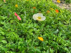 -天适樱花悠乐园