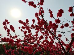 -秀丽东方