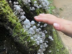 -西双版纳原始森林公园