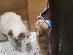 -滚猫咖啡·猫咖·猫友好撸猫(未来城店)