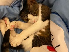 -momokira米努特·德文卷毛猫·棉花面纱犬