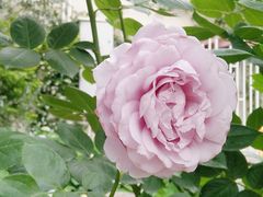 -三圣花乡旅游区