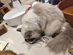 -藏猫猫咖啡主题馆(中央大道店)