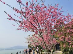 -无锡蠡湖国家湿地公园-蠡园