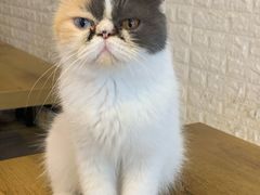-平行世界·猫咖(首经贸店)