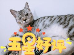 -伟伟宠物医院·瑞派猫友好医院·猫科(光谷店)