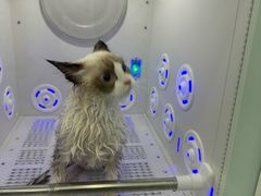 -爱洗澡的猫(望京店)